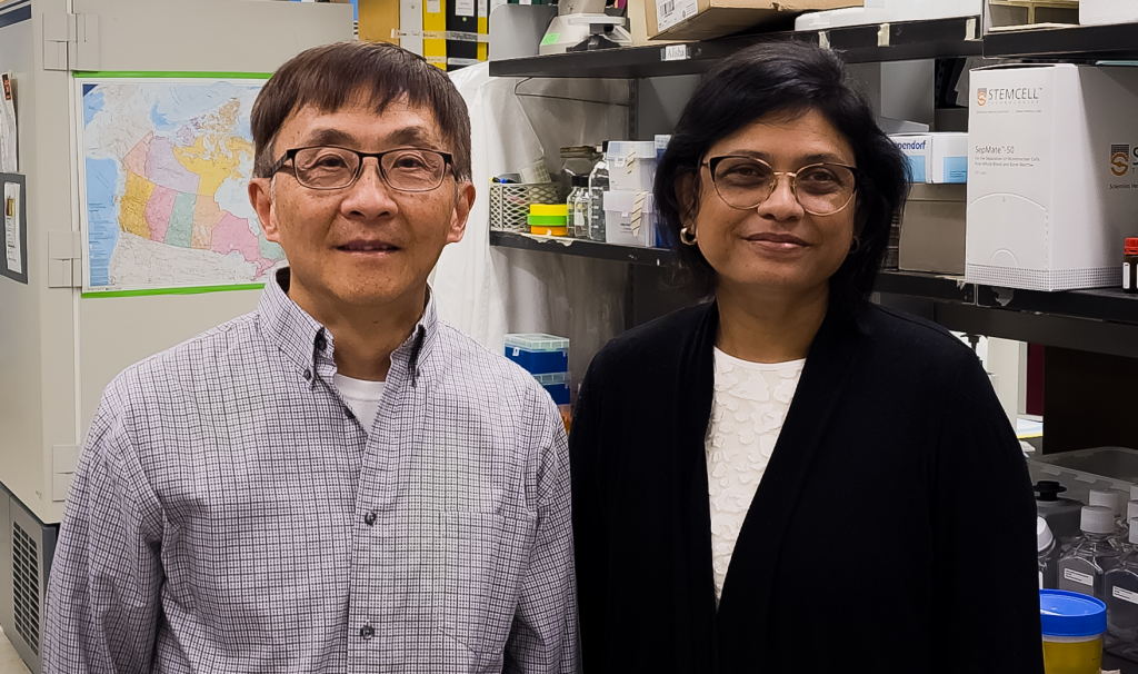 A common tuberculosis vaccine triggers an immune-communicating mechanism from the gut that offers broad protection against respiratory pathogens in the lung, a research team led by McMaster scientists Zhou Xing, left, and Mangalakumari Jeyanathan found.